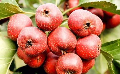 山楂树作文(集锦15篇)