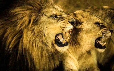 ����ֻСʨ�ӡ����������ѧ��ƣ���ѡ6ƪ��