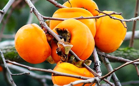 �������ӹ��μ�ɢ��