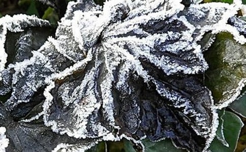 ˪������