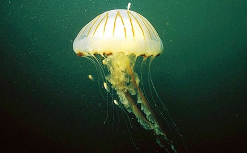 【推荐】水母作文300字17篇