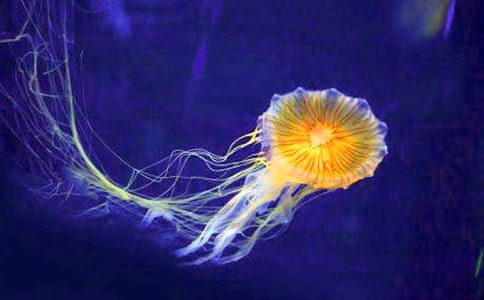 桃花水母的自述作文