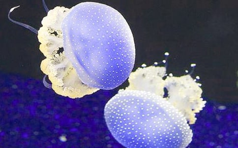 水母作文300字七篇