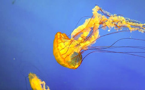 �߽�ˮĸ�������ķ���500��