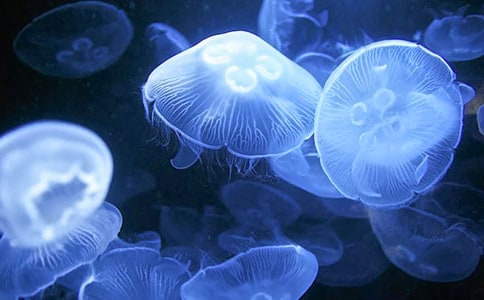 观察水母的作文