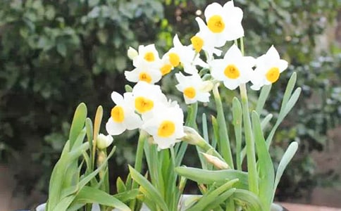 我心爱的水仙花作文300字