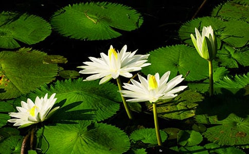 美丽的睡莲作文(6篇)