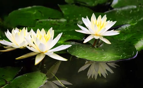 【精华】睡莲作文300字4篇