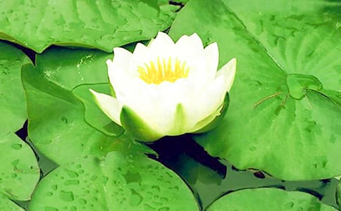 精选睡莲作文400字三篇