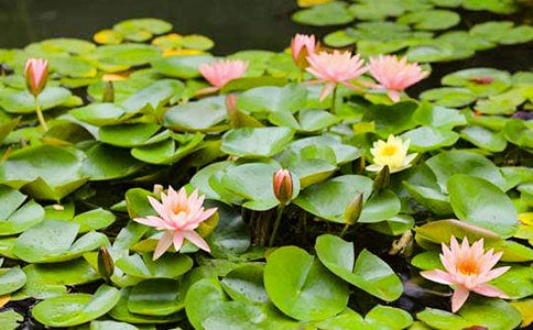 睡莲小学作文100字