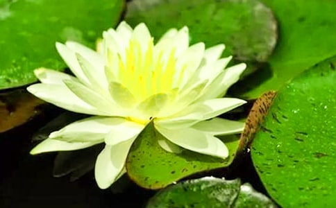 睡莲作文400字(精选32篇)