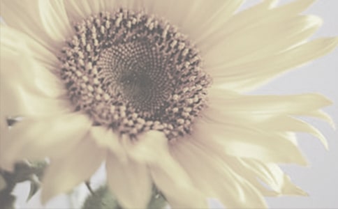 我喜欢太阳花作文(通用27篇)