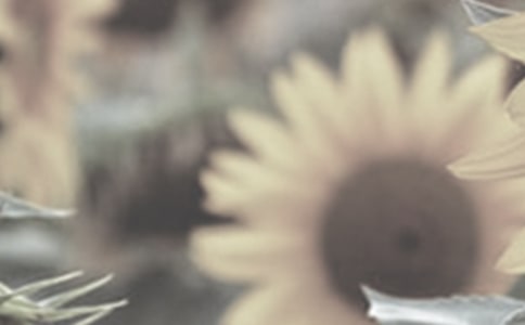 我是太阳花作文(7篇)