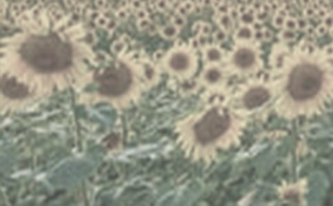 我喜欢的太阳花四年级作文