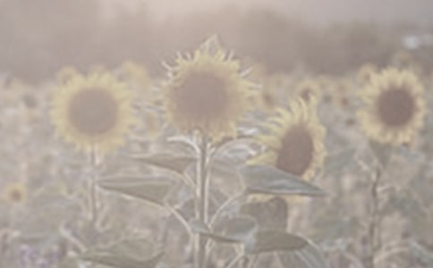 太阳花的启示作文6篇