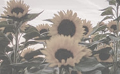 美丽的太阳花作文(通用11篇)