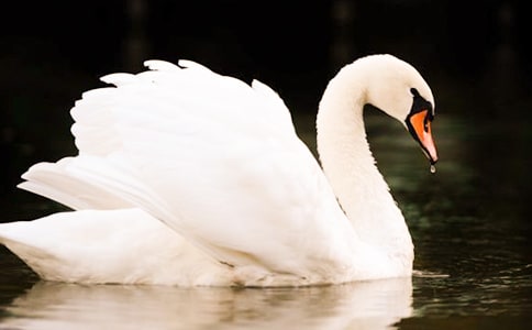 天鹅的故事说课稿11篇