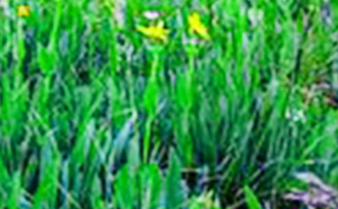 四年级作文美丽的田野400字(通用73篇)