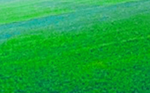 田野即景优秀作文500字(精选6篇)