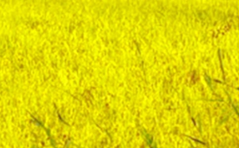 【精选】描写田野的作文六篇