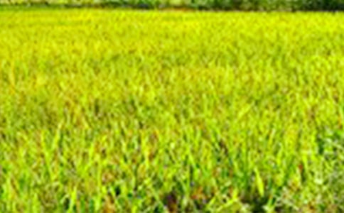 【精选】田野作文300字6篇