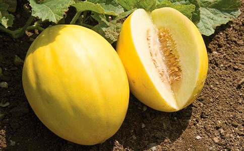 如何种植甜瓜