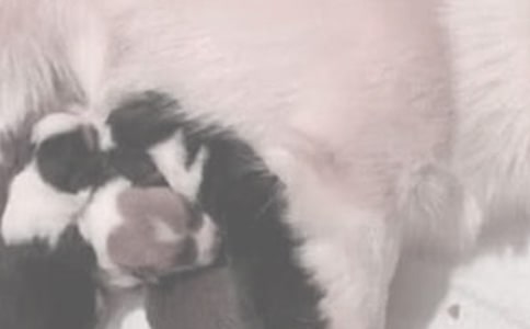 ӡ�������ţ����������ι�̿�����