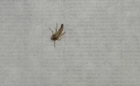 给蚊子的一封信