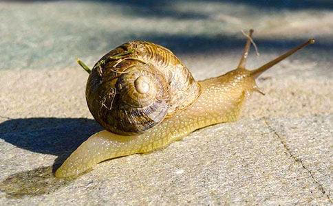 С��ţ��ѧ��Ʒ��ģ�ͨ��10ƪ��