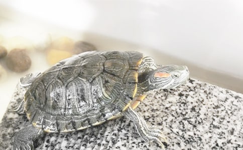 ����ɵ��ڹ꡷�����ѧ��Ʒ���