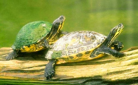 �Ա�300��ͯ��:��ֻС�ڹ�