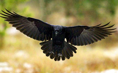 ��ѻ��ˮ�Ľ�ѧ��ƣ�ͨ��9ƪ��