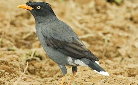 ��С��ѻ�����衷�Ľ�ѧ���