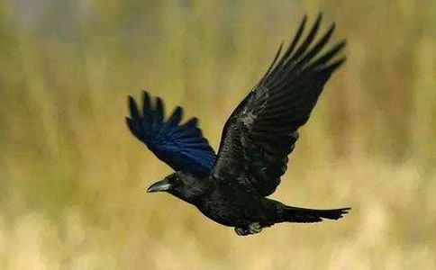 ��ֻ��ѻ ͯ������