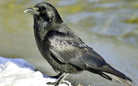 ��ѻ��ˮ��ѧ��Ʒ��ģ���ѡ5ƪ��