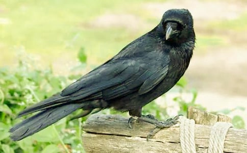 ��ѻ��ˮ��ѧ��Ʊر�(2ƪ)