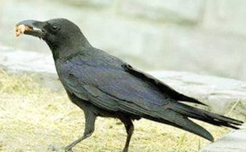 ������ѻ��ˮ�Ľ�ѧ��Ʒ���