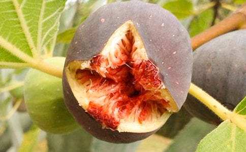 种无花果树作文200字