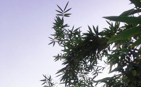 ����Ȧ�簲����30�侫ѡ