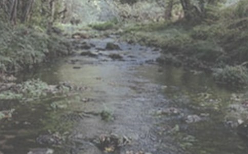 小溪流的旅行作文(集合9篇)