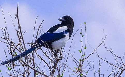 ���ڡ�����ϲȵ����ѧ��ƣ�ͨ��13ƪ��