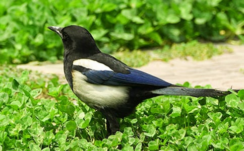 ��ࡶ����ϲȵ����̽�ѧ��˼��ͨ��5ƪ��