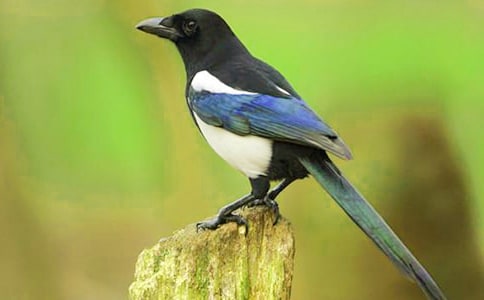 ��ϲȵ����ʡ���ѧ��˼����