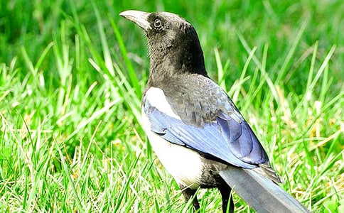 �������ϵ�ϲȵ����һ��ʱ��ѧ��˼