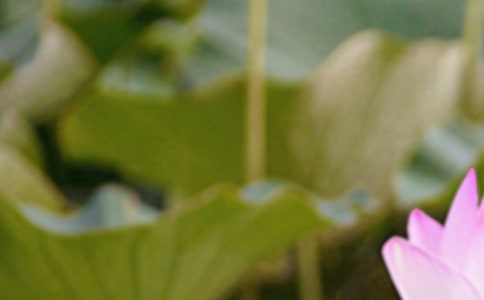 夏至早安简短问候语220句