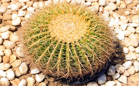 �����ƹ۲�ֲ������