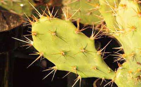 仙人掌花作文(通用27篇)