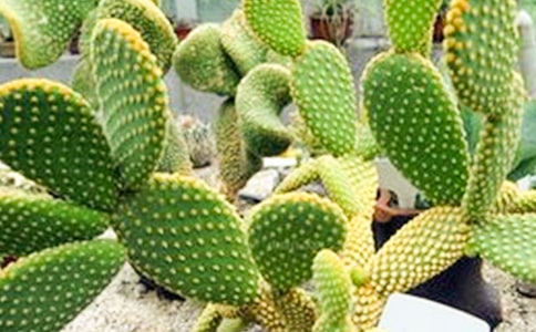 红玫瑰和仙人掌作文