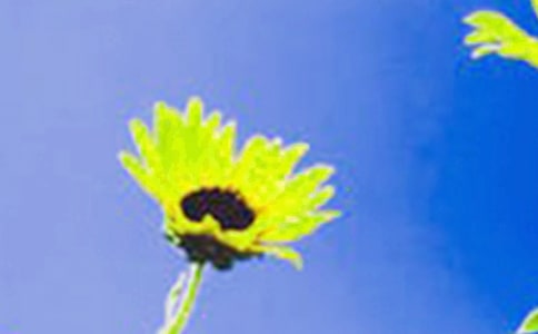 向日葵随心飞扬400字优秀作文