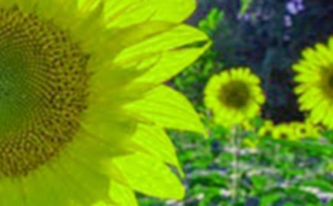 幼儿美术向日葵教案